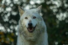 Wolf_Dub1410-Motomo-06