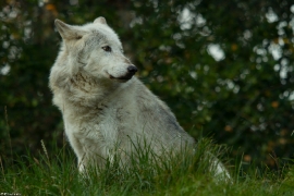 Wolf_Dub1410-Motomo-07