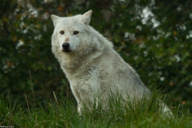 Wolf_Dub1410-Motomo-08