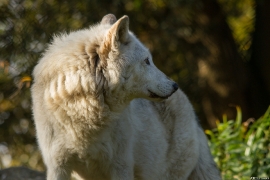 Wolf_Dub1410-Motomo-09