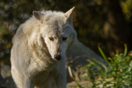 Wolf_Dub1410-Motomo-10