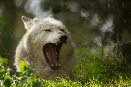 Wolf_Dub1410-Motomo-11