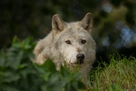 Wolf_Dub1410-Motomo-12