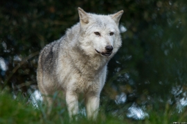 Wolf_Dub1410-Tahni-01
