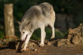 Wolf_Dub1410-Tahni-02