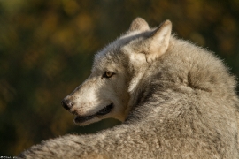 Wolf_Dub1410-Tahni-03