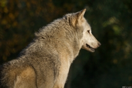 Wolf_Dub1410-Tahni-04
