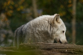 Wolf_Dub1410-Tahni-06