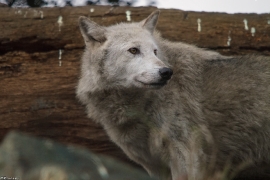 Wolf_Dub1501-Chenoa-01