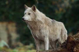 Wolf_Dub1501-Chenoa-02