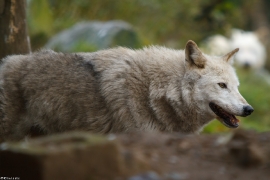 Wolf_Dub1501-Chenoa-03