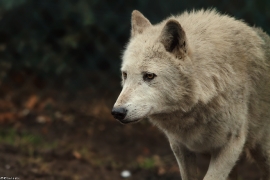 Wolf_Dub1501-Chenoa-04