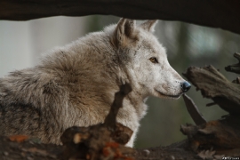 Wolf_Dub1501-Chenoa-08