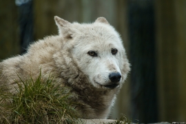 Wolf_Dub1501-Chenoa-10