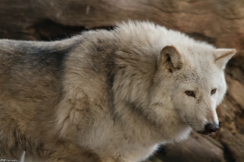 Wolf_Dub1501-Chetan-03