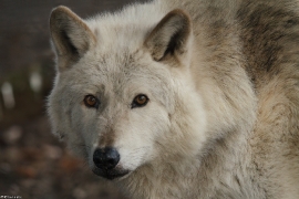 Wolf_Dub1501-Chetan-04