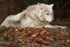 Wolf_Dub1501-Chetan-05