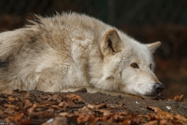 Wolf_Dub1501-Chetan-06