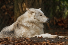 Wolf_Dub1501-Chetan-08