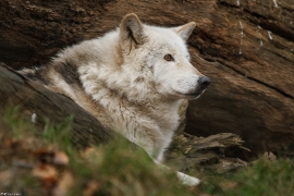 Wolf_Dub1501-Chetan-13