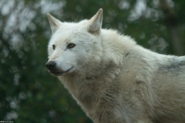 Wolf_Dub1501-Leikun-04