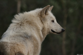 Wolf_Dub1501-Leikun-05