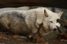 Wolf_Dub1501-Leikun-08