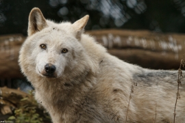 Wolf_Dub1501-Leikun-10