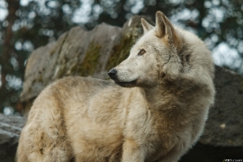 Wolf_Dub1501-Motomo-01