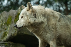 Wolf_Dub1501-Motomo-02