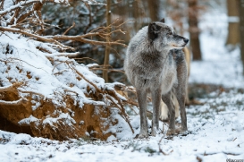 Wildfreigehege Saerbeck