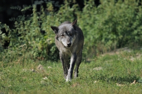 Wolf_BadM1109-Black-4
