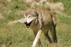 Wildpark Bad Mergentheim