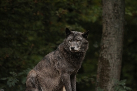 Wolf_BadM1110-Black-4