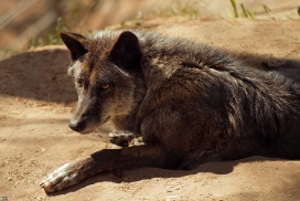 Timber Wolves