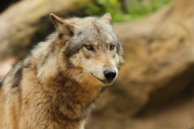Wildpark Lüneburger Heide
