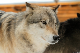 Wildpark Lüneburger Heide