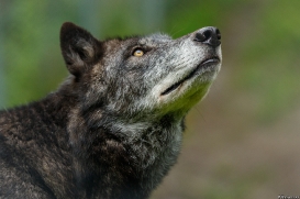 Wildpark Lüneburger Heide