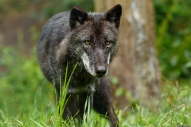 Wildpark Lüneburger Heide