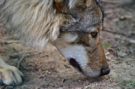 Springe1107BineG_Yakima-01
