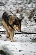 Springe1203BineG_Akela-05
