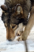 Springe1203BineG_Akela-07