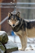 Springe1203BineG_Akela-14