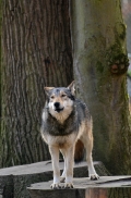 Springe1203BineG_Akela-19