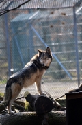 Springe1203BineG_Akela-21