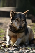 Springe1203BineG_Akela-26