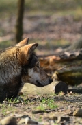 Springe1203BineG_Akela-31