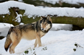 Springe1203BineG_Akela-37