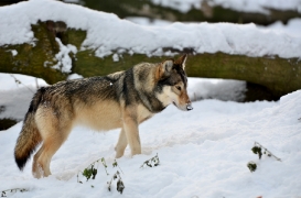 Springe1203BineG_Akela-38