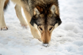 Springe1203BineG_Akela-41